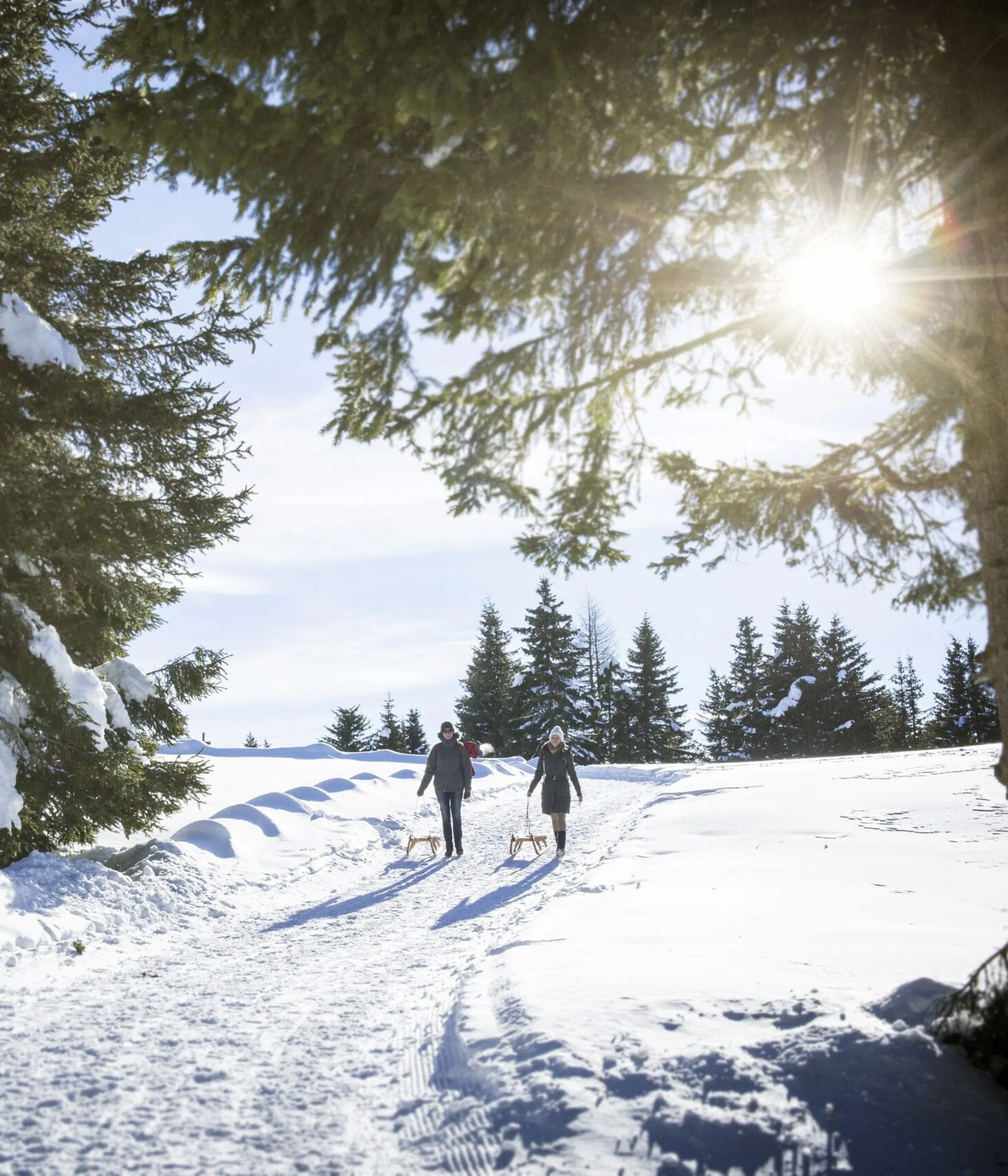 Two people in winter gear walk with sleds along a snowy path beneath sunlit evergreen trees in a alpine landscape.