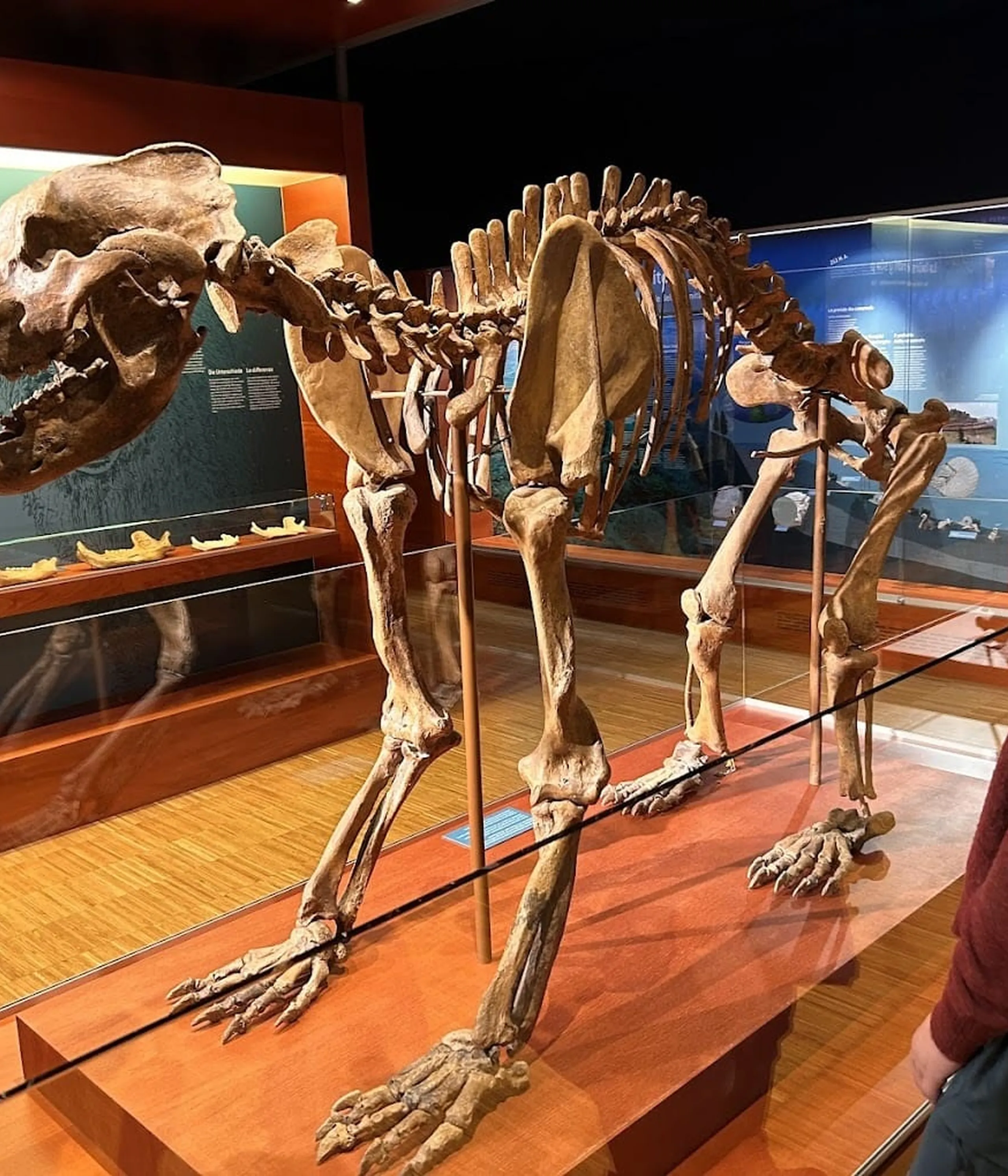 Large dinosaur skeleton display in a museum with a visitor observing, glass barriers and informational panels in the background.